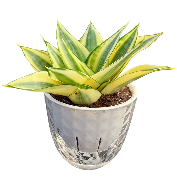 4" Sansevieria 'Golden Hahnii' in Self-watering Pot
