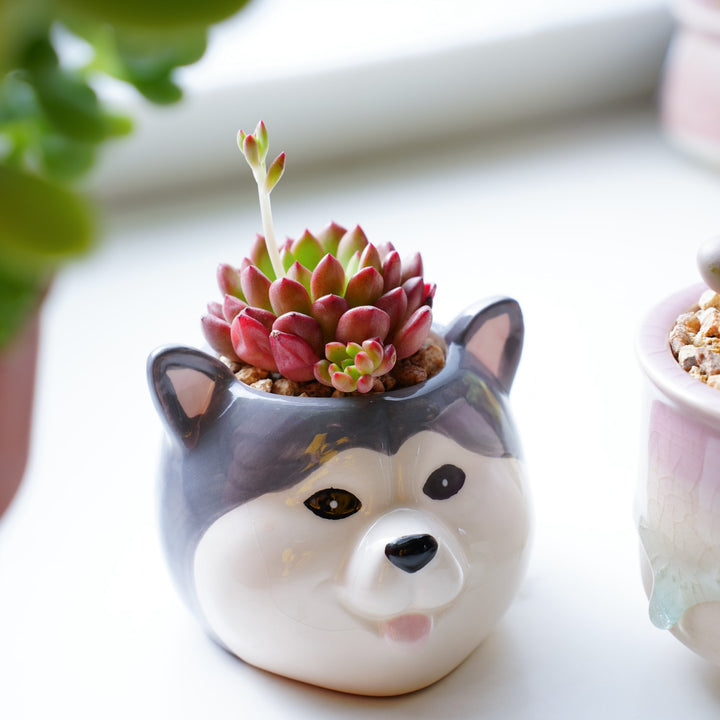 ruby rose succulent Succulent Sedeveria Pink Ruby