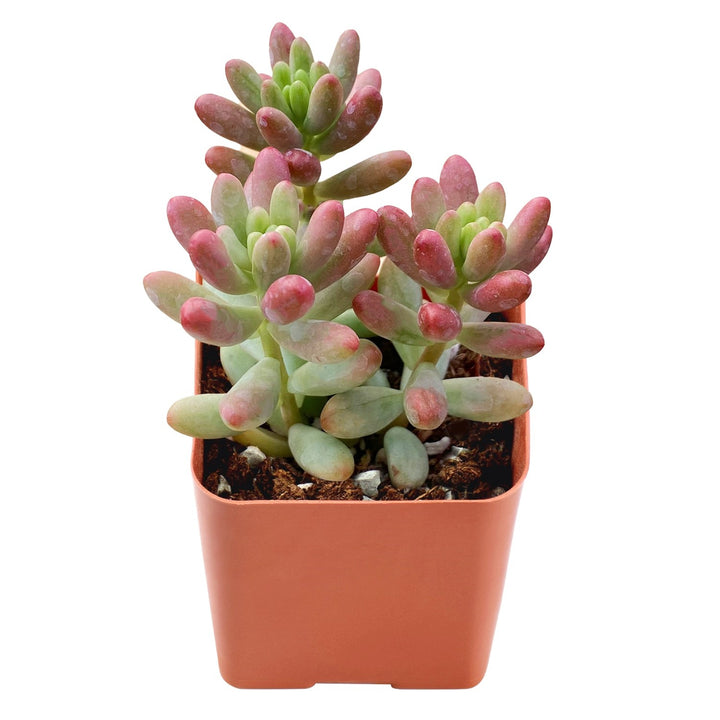 roseum succulent plant Sedum Rubrotinctum 'Roseum'