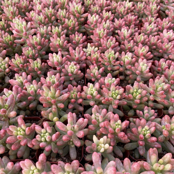 roseum succulent plant Sedum Rubrotinctum 'Roseum'