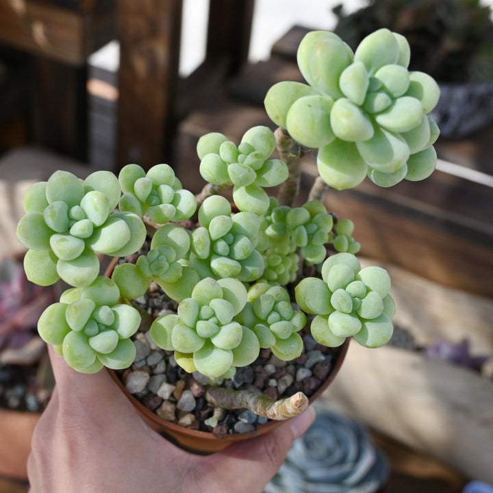 sedum treleasei succulent Sedum Treleasei