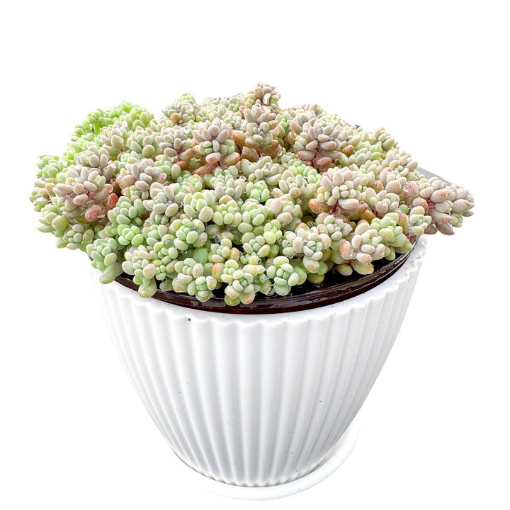 sedum minor succulent Sedum Dasyphyllum 'Minor'/Corsican Stonecrop (4 inch)