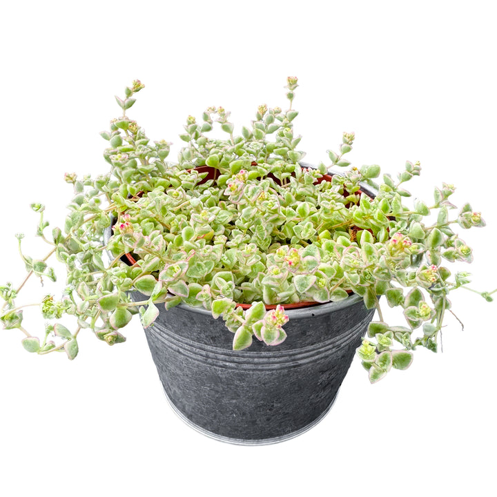 little missy succulent Sedum Little Missy - Variegated (4 inch)