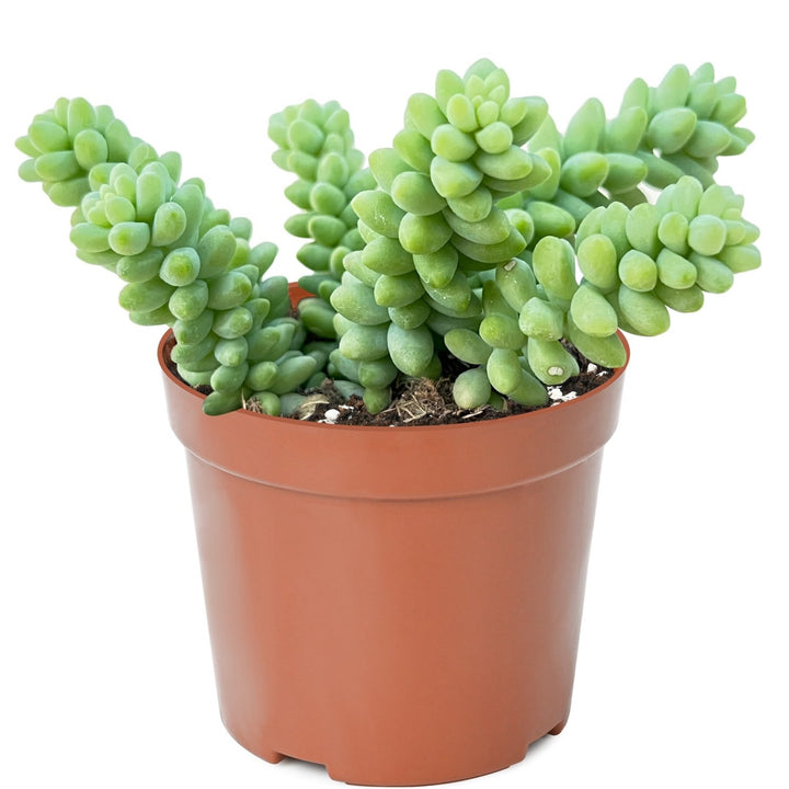 where to buy burro's tail succulent Sedum Morganianum/ Donkey tail/ Burro's tail
