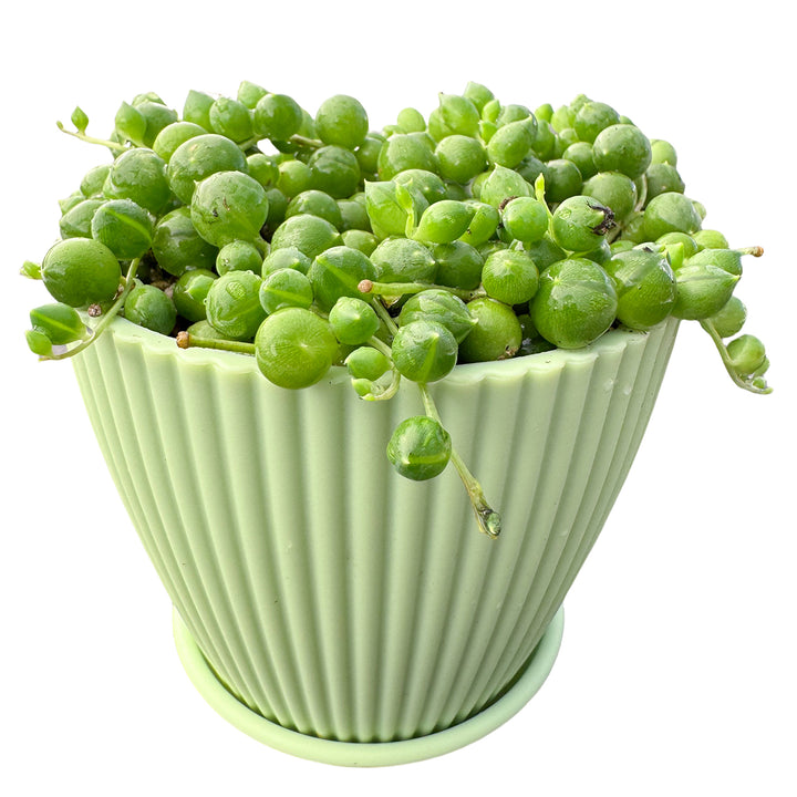 pea succulent plant String of Pearls / Senecio Rowleyanus (4 inch) 10 Plants / Green striped pot
