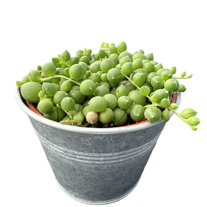 pearl succulents for sale String of Pearls / Senecio Rowleyanus (4 inch) 2 Plants / Vintage Pot