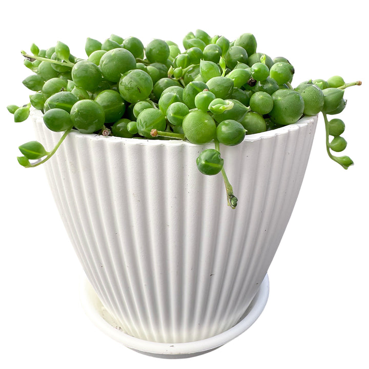 jade pearl succulent String of Pearls / Senecio Rowleyanus (4 inch) – Thenextgardener