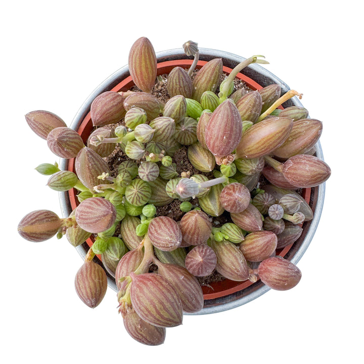 watermelon succulent String of Watermelons / Senecio Herreanus (4 inch)