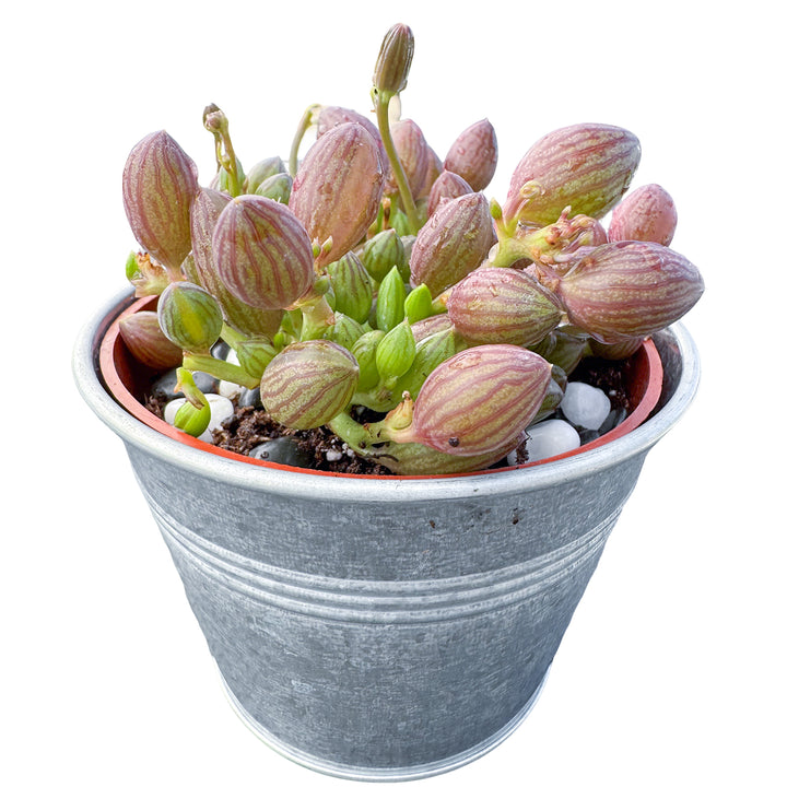 watermelon succulent String of Watermelons / Senecio Herreanus (4 inch)