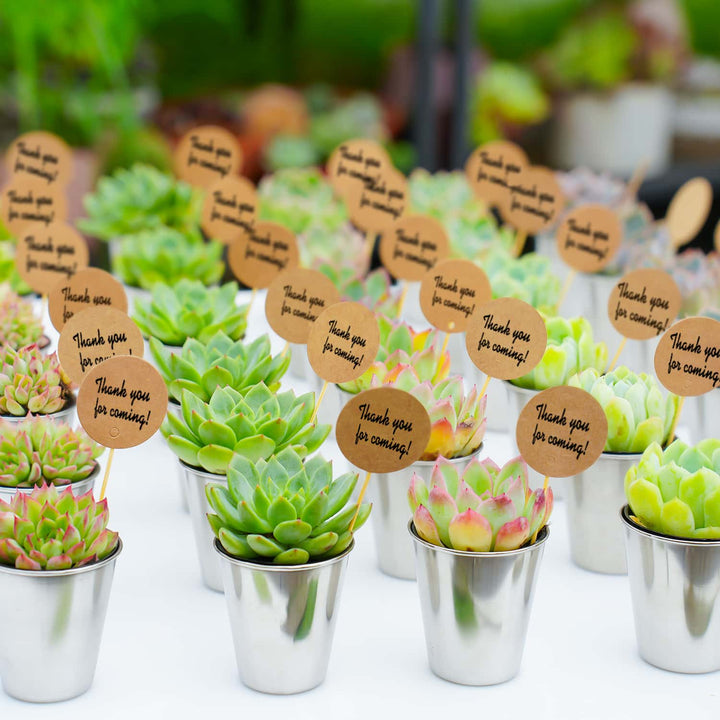 succulents in shot glasses Succulent Favors Metal Shot Glass