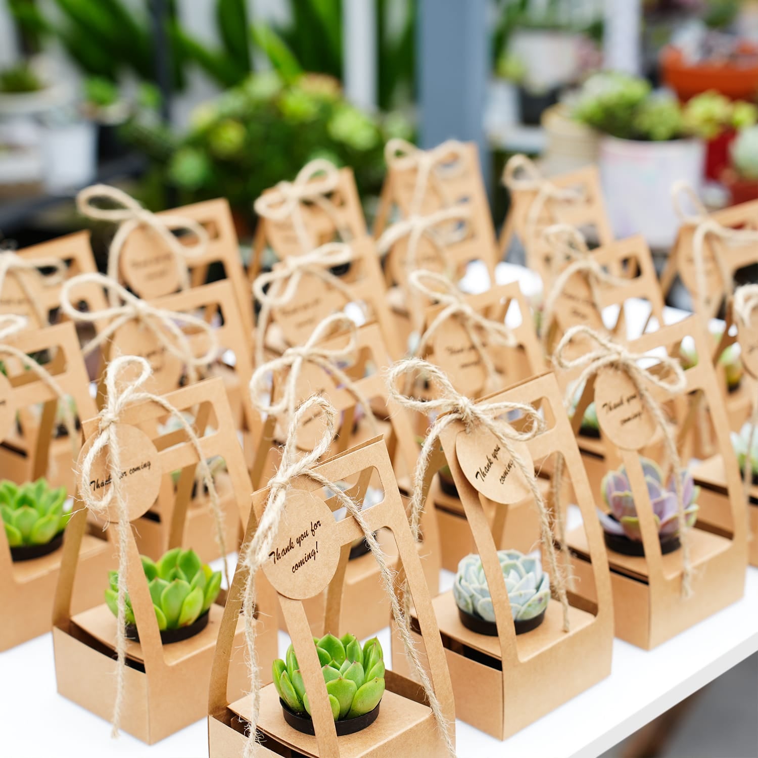 Succulent Wedding Favors Kraft Box THE NEXT GARDENER Thenextgardener Succulent Wedding Favors Kraft Box THE NEXT GARDENER Thenextgardener