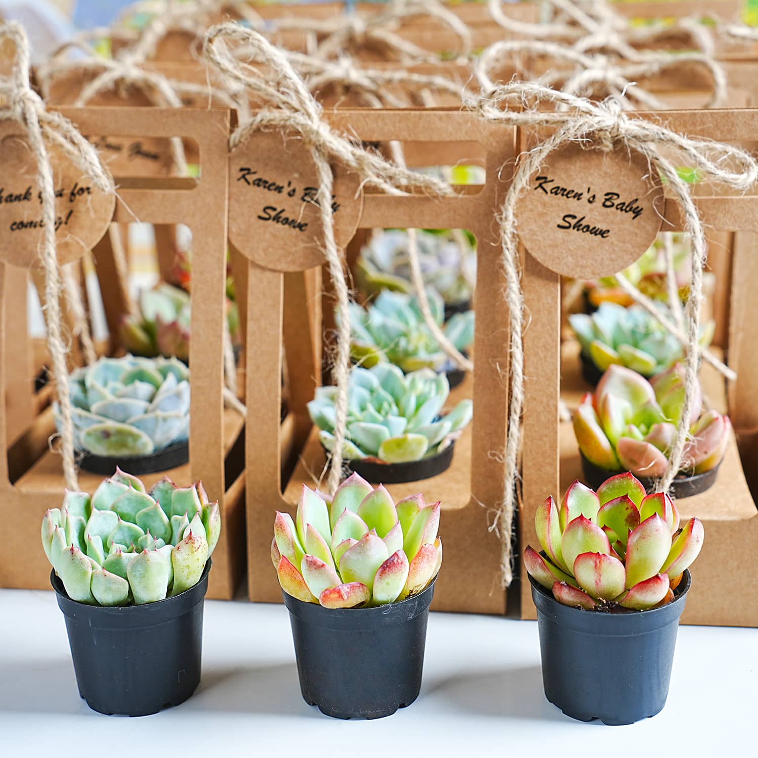 Succulent Wedding Favors Kraft Box THE NEXT GARDENER Thenextgardener Succulent Wedding Favors Kraft Box THE NEXT GARDENER Thenextgardener