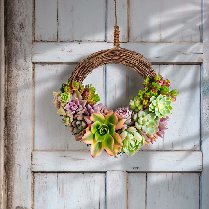 Succulent Wreath DIY Kit, 6"