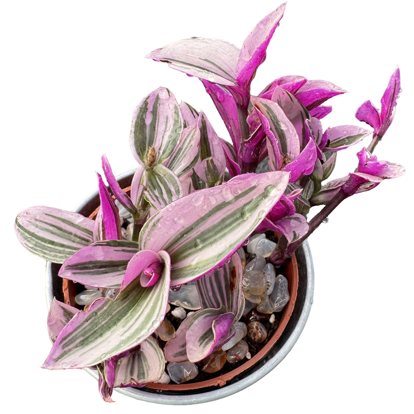 Tradescantia Nanouk / Fantasy Venice - Thumbnail 4