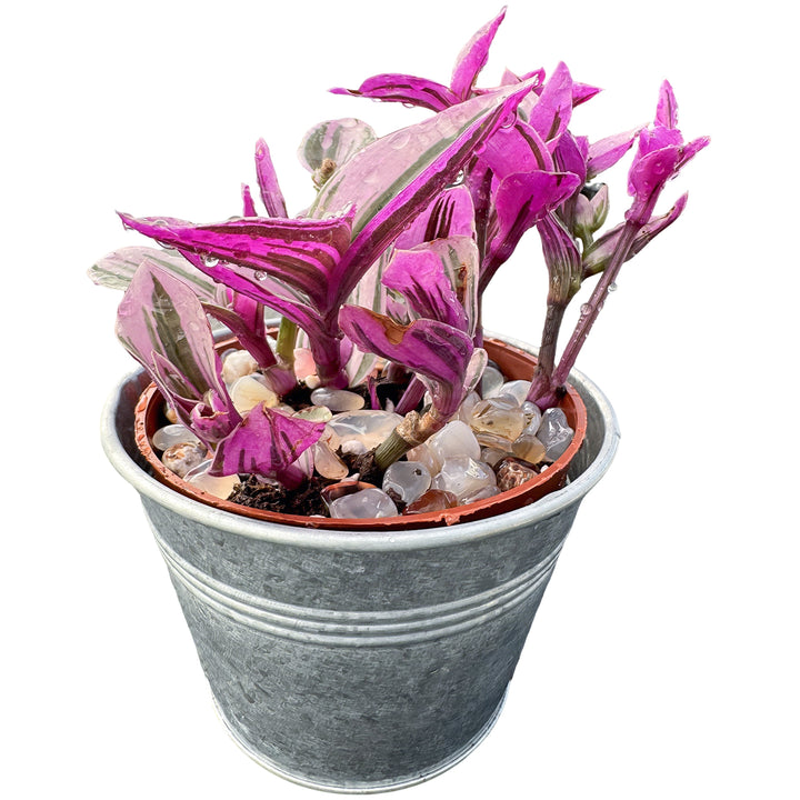 tradescantia mixed pot Tradescantia Nanouk / Fantasy Venice (4 inch)