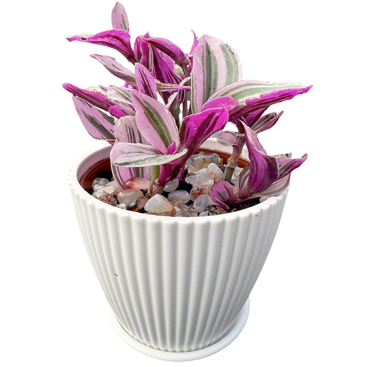 tradescantia mixed pot Tradescantia Nanouk / Fantasy Venice (4 inch)