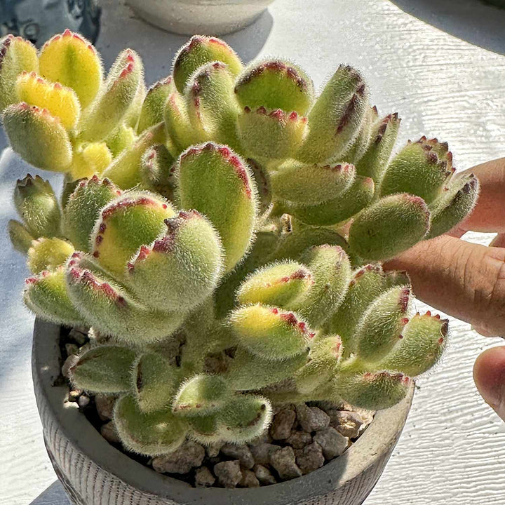 bear paw succulent variegated Cotyledon Tomentosa Variegated (4 inch)