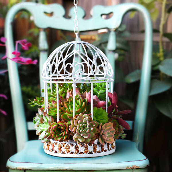 a-vintage-iron-birdcage-succulent-hanging-planter-is-sitting-on-the-chair