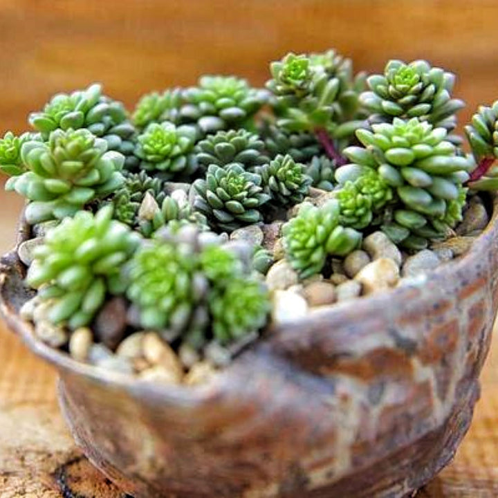 sedum little gem succulent X Cremnosedum cv. Little Gem