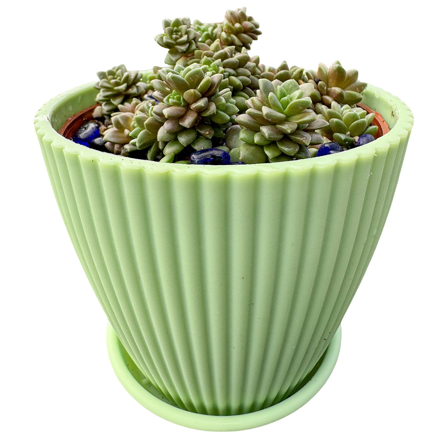 X Cremnosedum cv. Little Gem (4 inch) – Thenextgardener