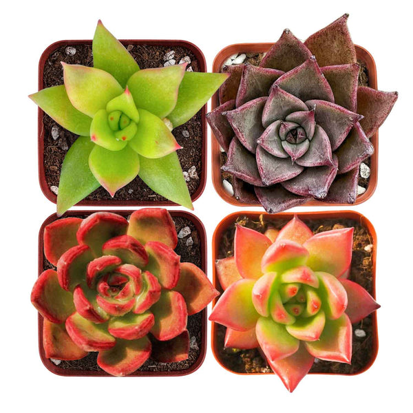 Agavoides Succulent Set (Fixed Varieties)