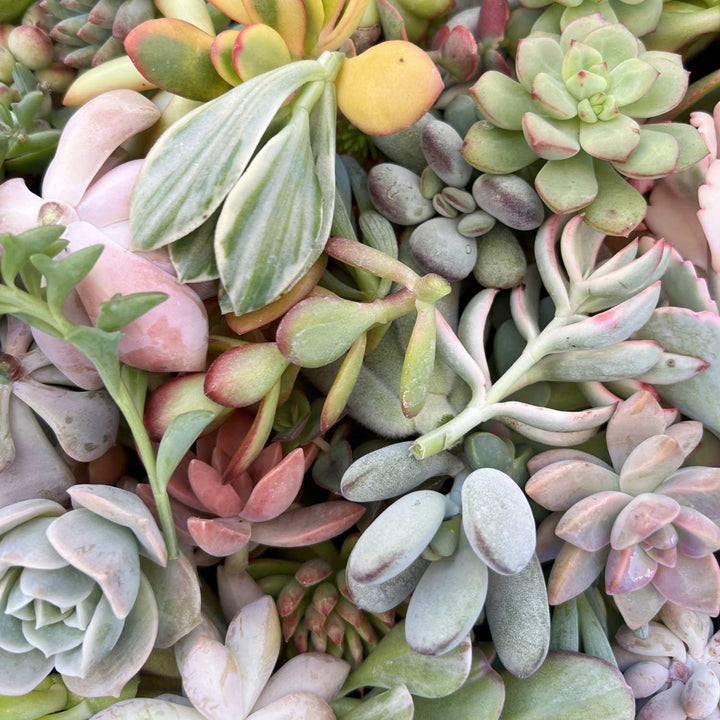succulent plant cuttings for sale Assorted Live Succulent Cuttings for Beginners