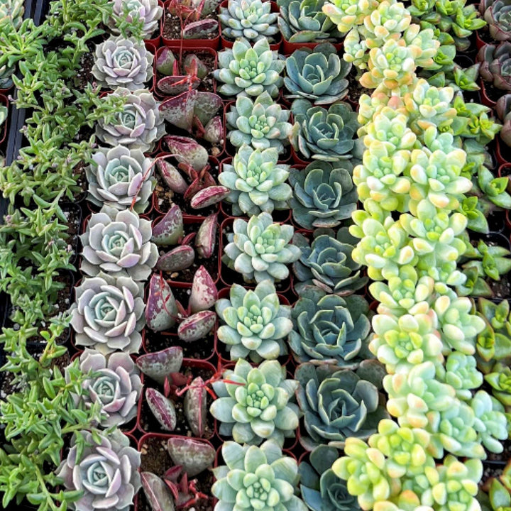 succulent bulk pack Assorted 2'' Succulent Sets, Wholesale Succulents