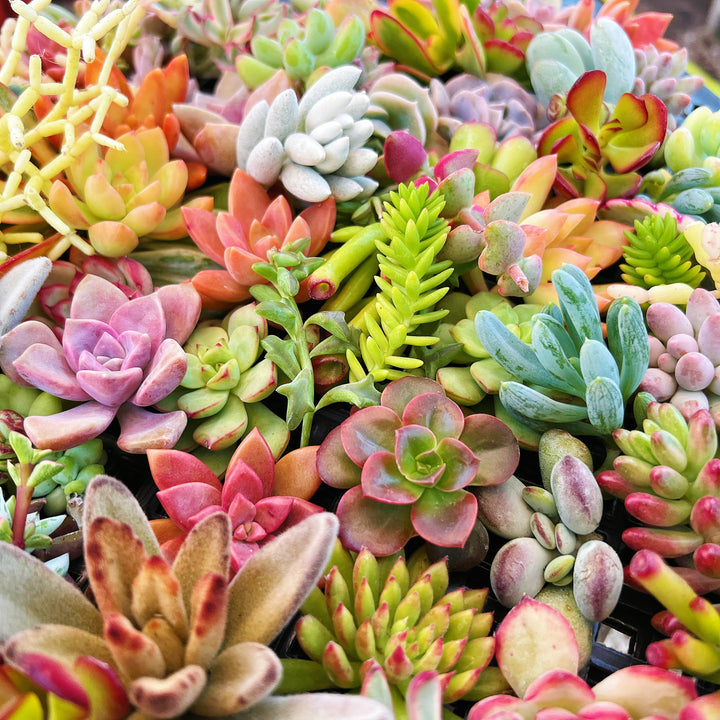 colorful succulent cuttings Assorted Live Succulent Cuttings for Beginners