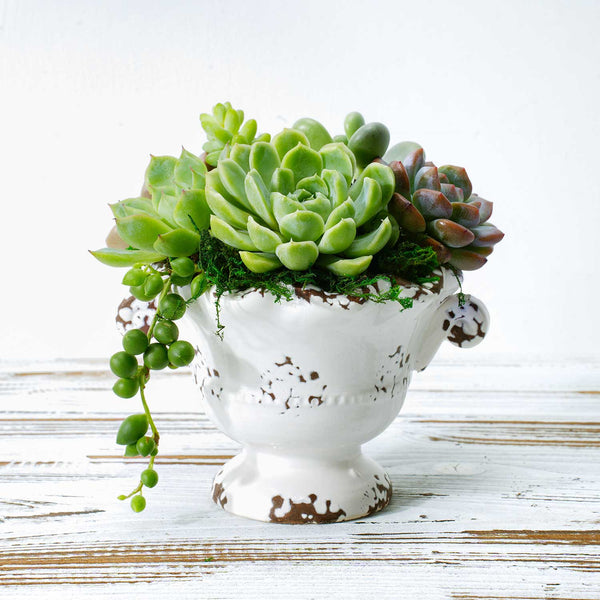 white-baroque-ceramic-planter-with-succulent-arrangement