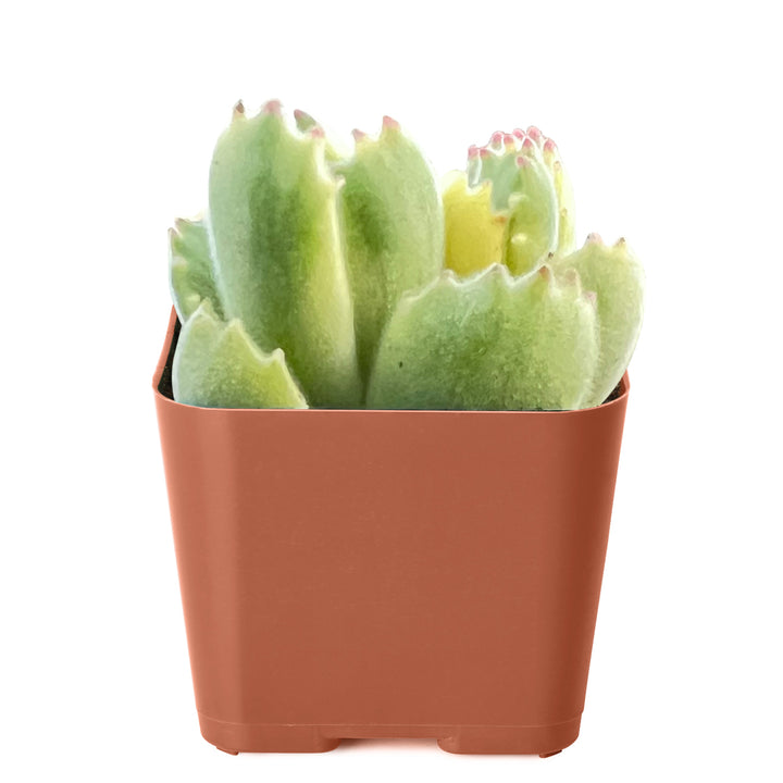 cotyledon-tomentosa-variegated-2-inch