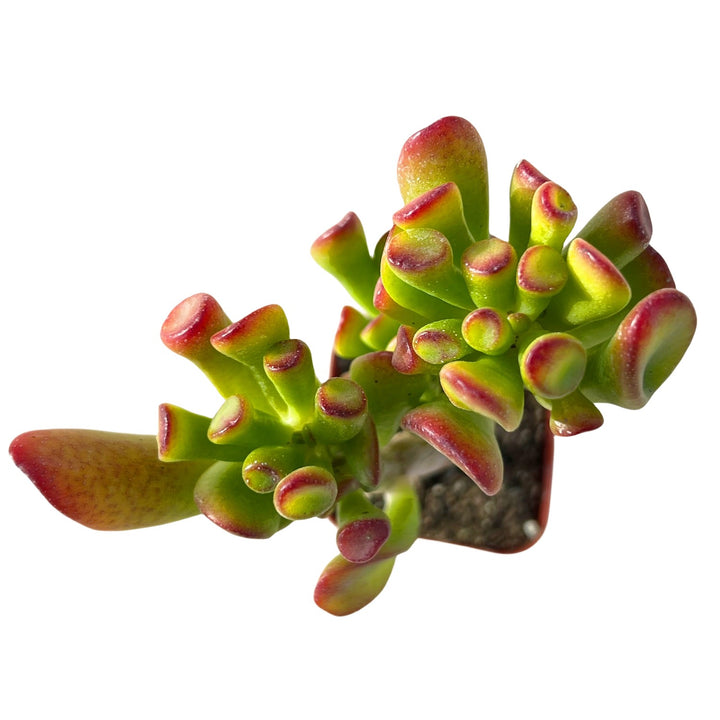 shrek succulent Crassula Shrek's Ear 6-8"