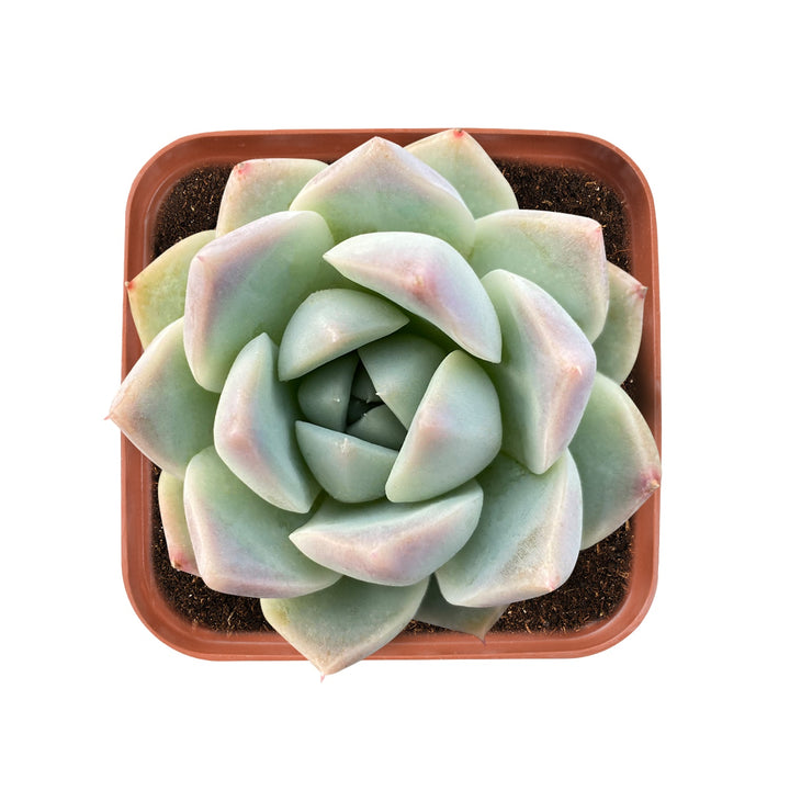 alba beauty succulent Echeveria 'Alba Beauty'