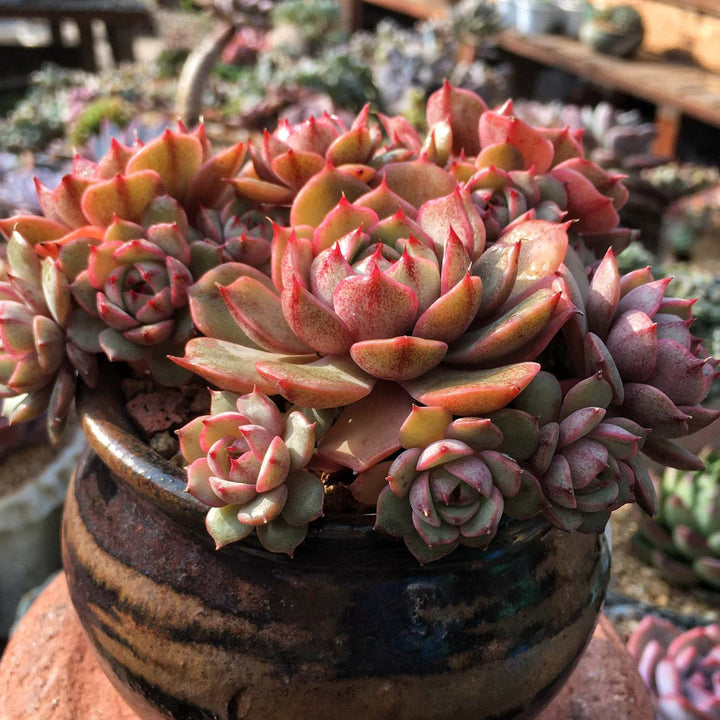 ben badis succulent Echeveria 'Ben Badis' /Echeveria ''Kernii'' 5 Plants