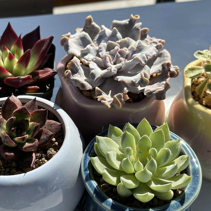 crispate beauty succulent Echeveria Crispate Beauty (Rare) (4 inch)