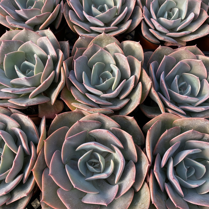 echeveria dusty rose succulent Echeveria Dusty Rose (4 inch)