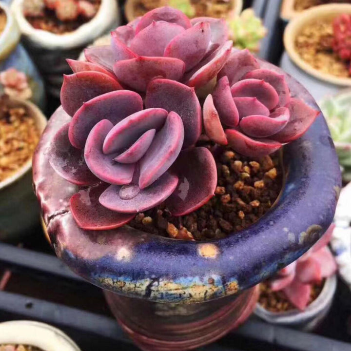 dusty rose succulent care Echeveria Dusty Rose (4 inch)
