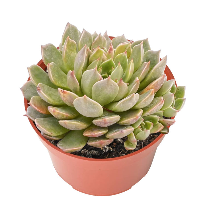 olivia succulent Echeveria Olivia (4 inch)