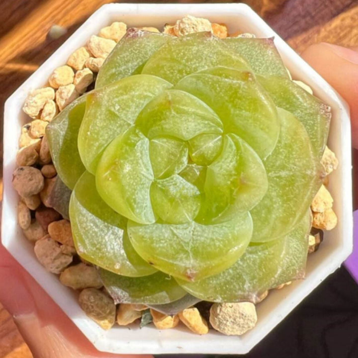 pink diamond succulent Echeveria Pink Dimond Heart