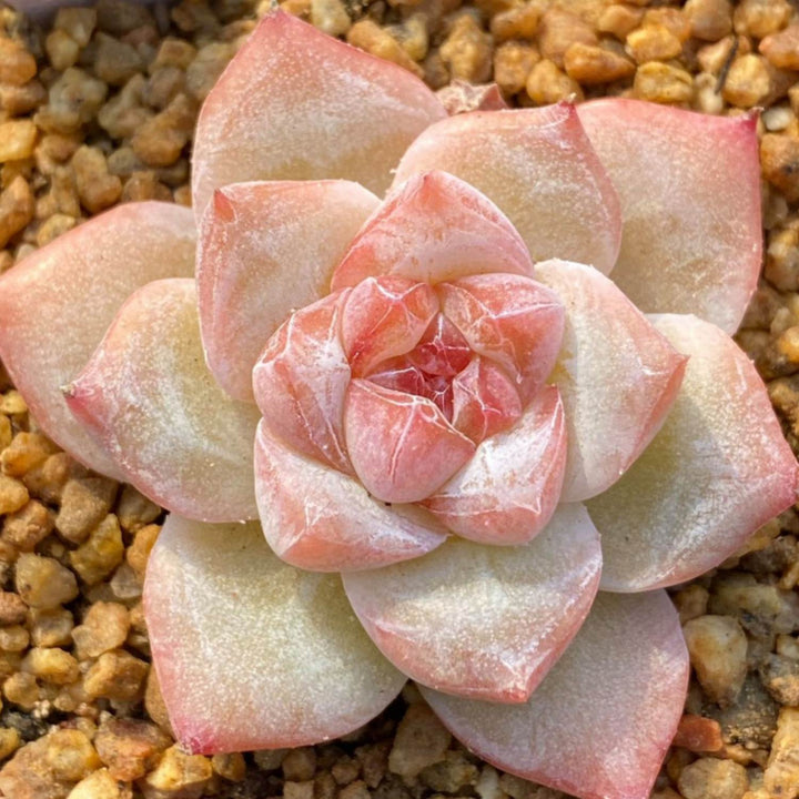 pink diamond succulent Echeveria Pink Dimond Heart
