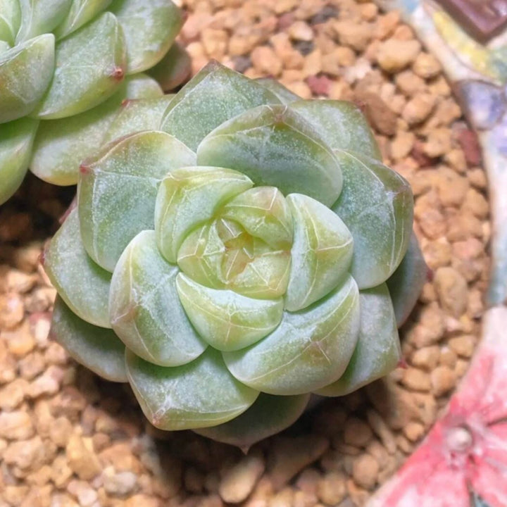 mini diamond succulent Echeveria Pink Dimond Heart