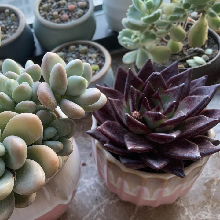 nay alma succulent Echeveria Red Ebony Succulent