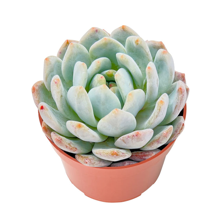 echeveria-snow-angel-large-for-sale