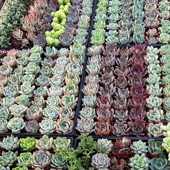wholesale succulent nursery Assorted 2'' Succulent Sets