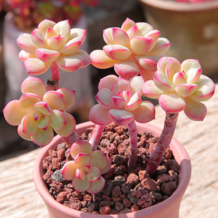 echeveria rolly cluster succulent plant Echeveria 'Tango' Cluster (4 inch) – Thenextgardener
