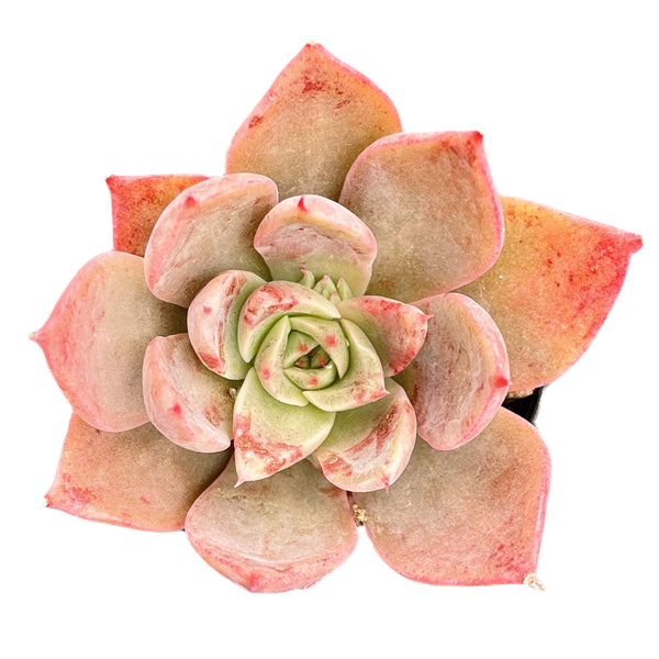 Echeveria The Next Gardener Meiya (Rare)