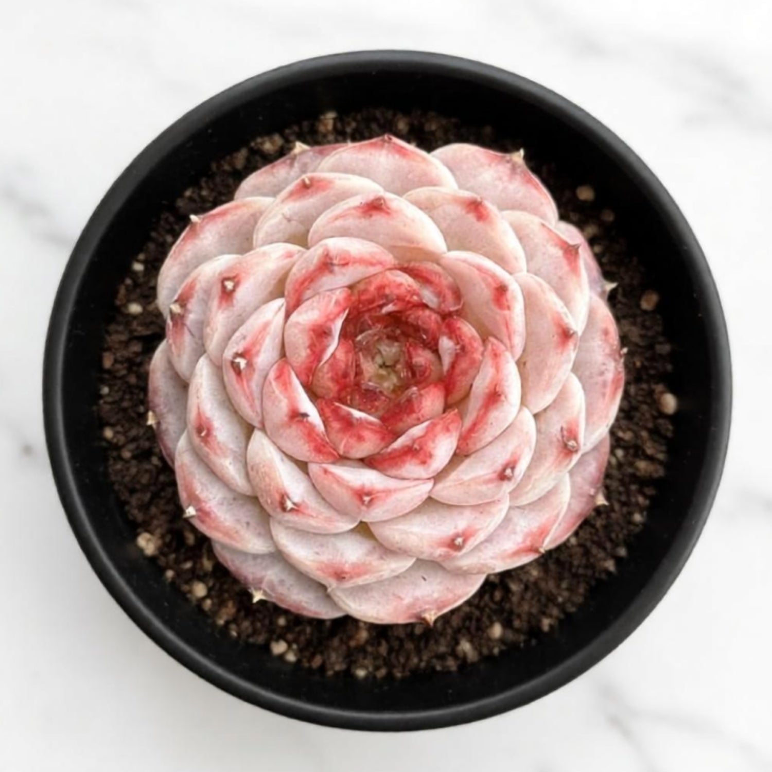 Echeveria 'Red Velvet' | THE NEXT GARDENER – Thenextgardener