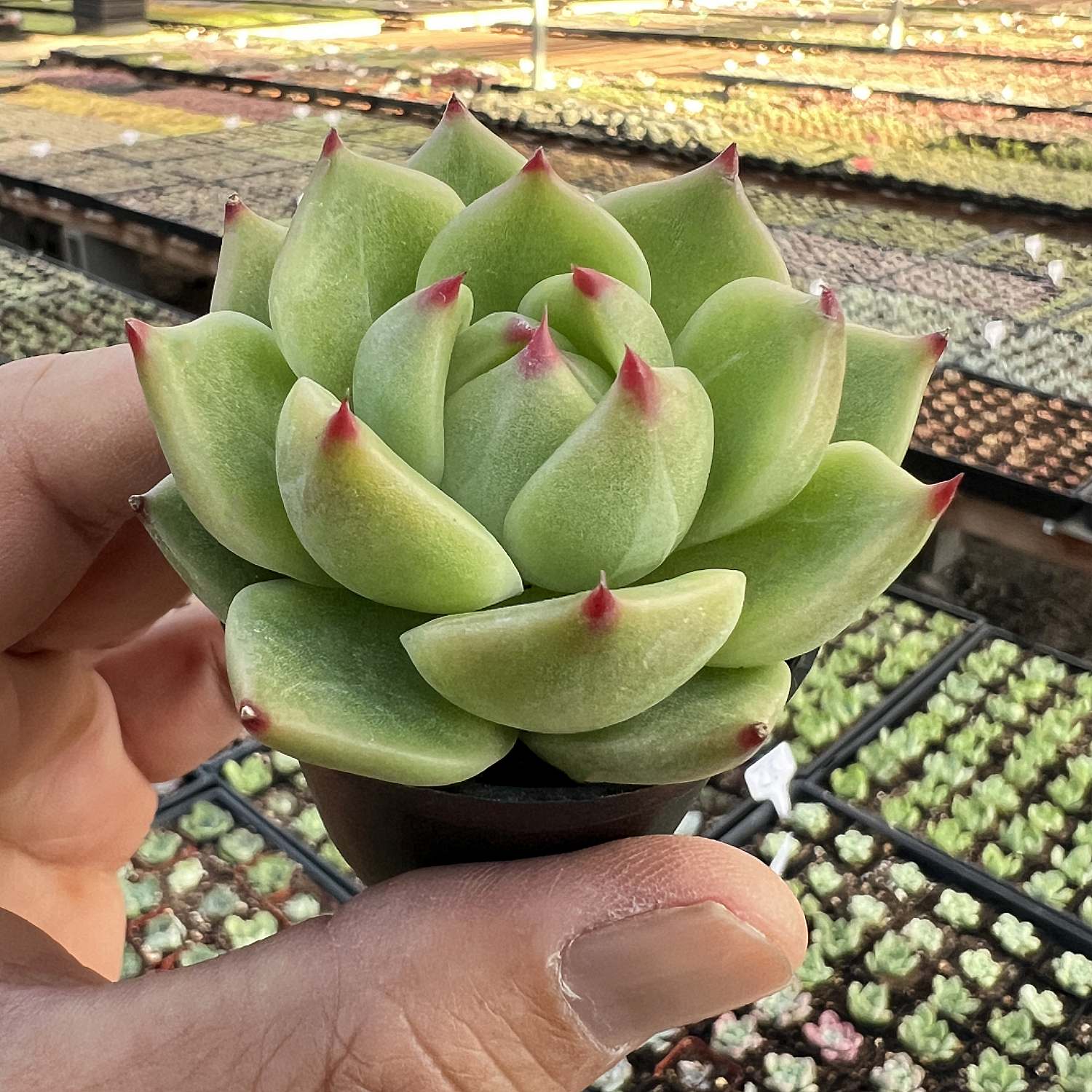 Echeveria Agavoides 'Blue Dragon' | THE NEXT GARDENER – Thenextgardener