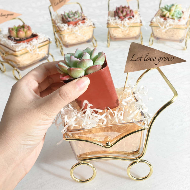 glass-container-succulent-favors