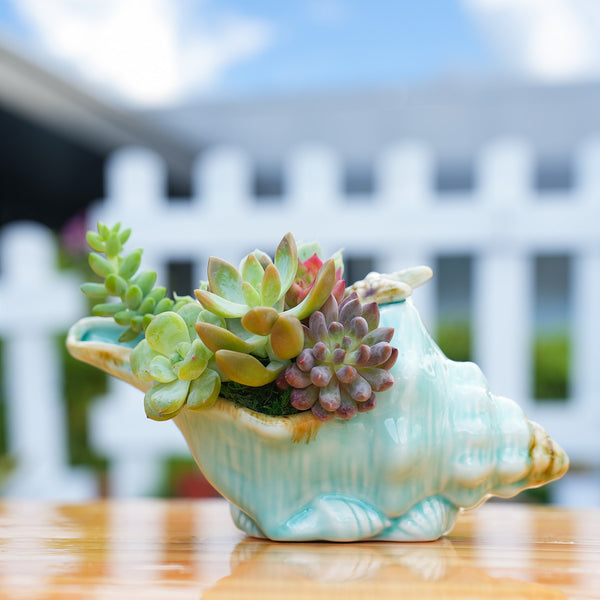 glazed-ceramic-planter-sea-whelk-succulent-arrangement