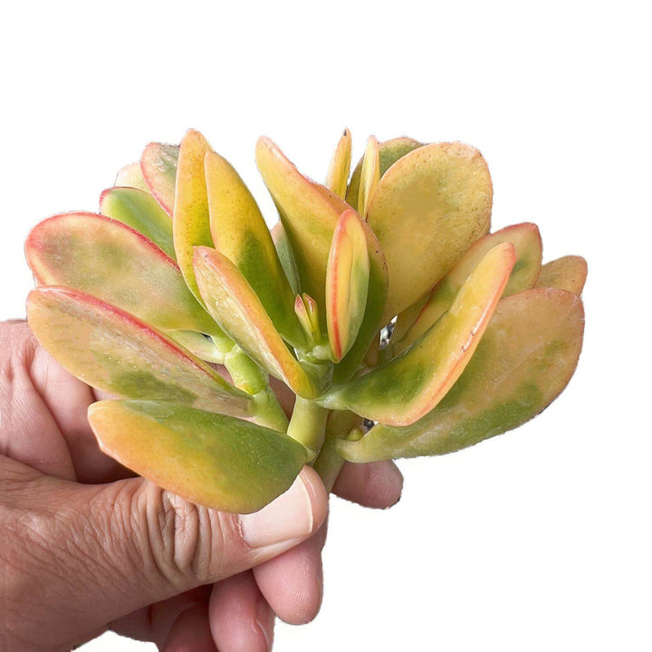 jade plant sunset Crassula Ovata Hummel Sunset/Golden Jade Plant Cuttings 12 Cuttings